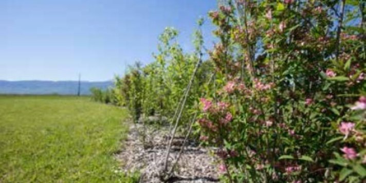Appel à projet  « Haies vivantes, remplacement de laurier-cerise par des haies indigènes »