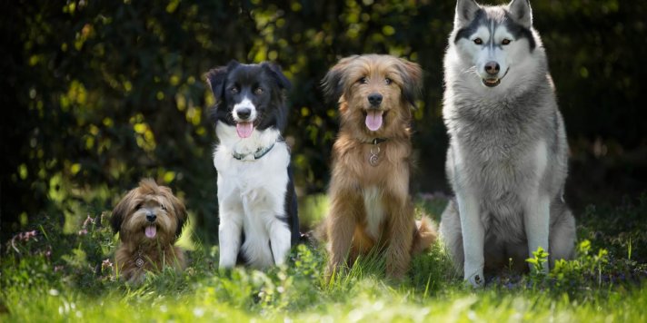 Recensement des chiens 2021