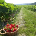 Fraises à cueillir