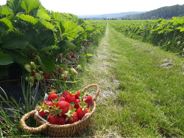 Photo fraises 768x576