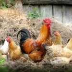 Détenir correctement les poules