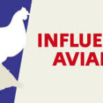 Grippe aviaire – instauration d’une région d’observation sur tout le territoire vaudois