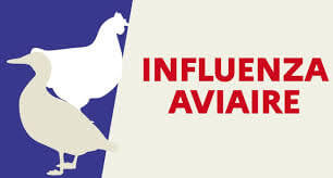 Grippe aviaire – instauration d’une région d’observation sur tout le territoire vaudois